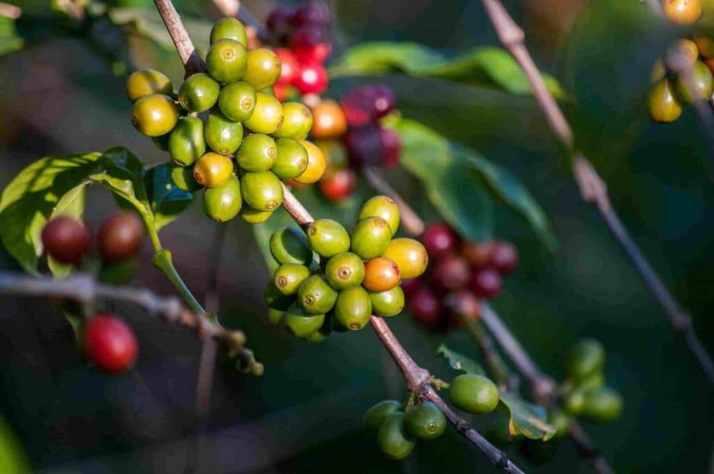 robusta vs arabica coffee beans